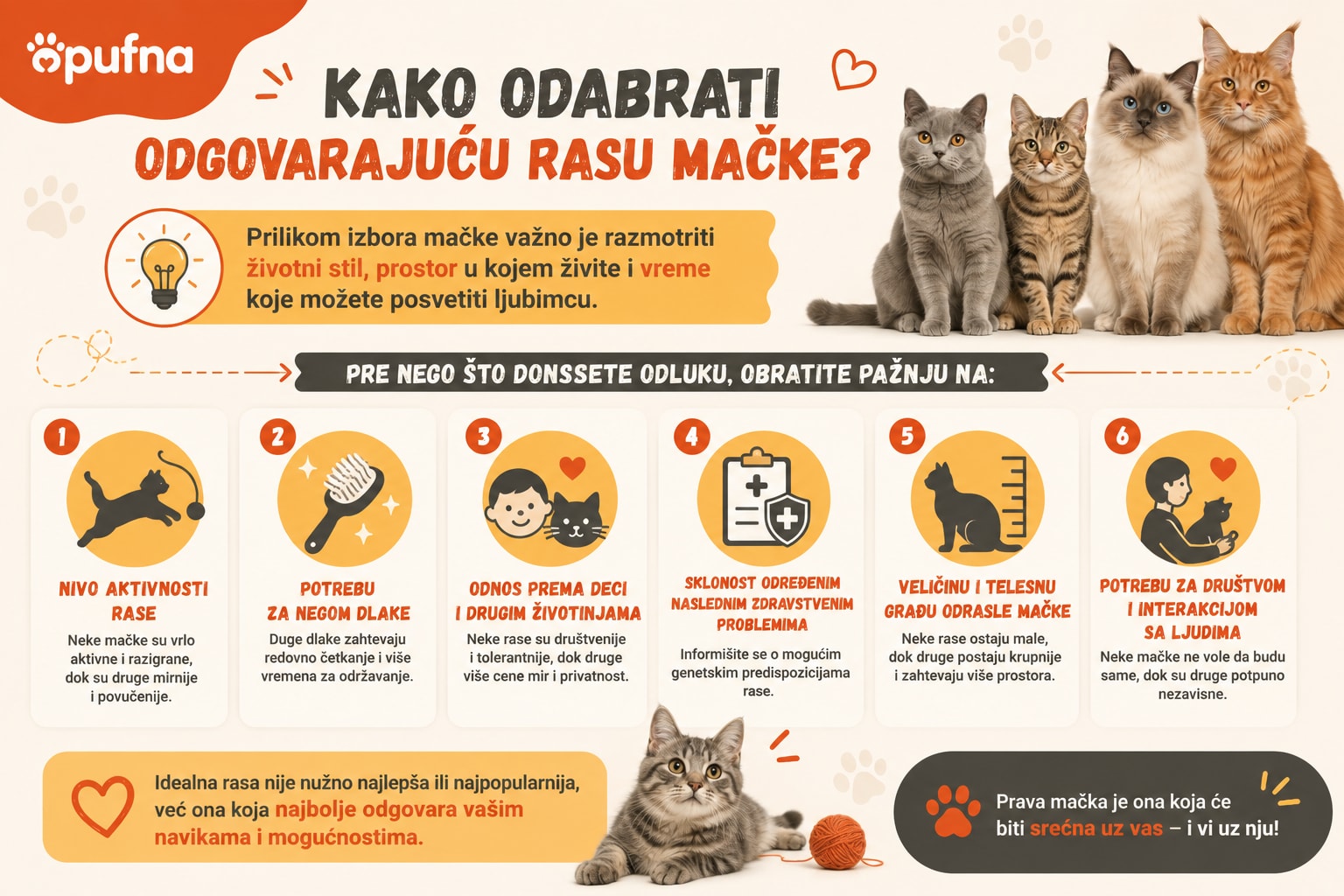 kako-odabrati-rasu-macke Infografika - kako odabrati pravu rase mačke